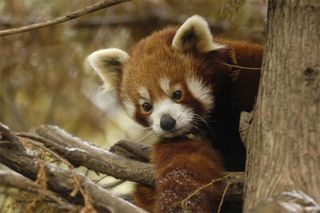 A red panda enjoys the snow at the Bronx Zoo.