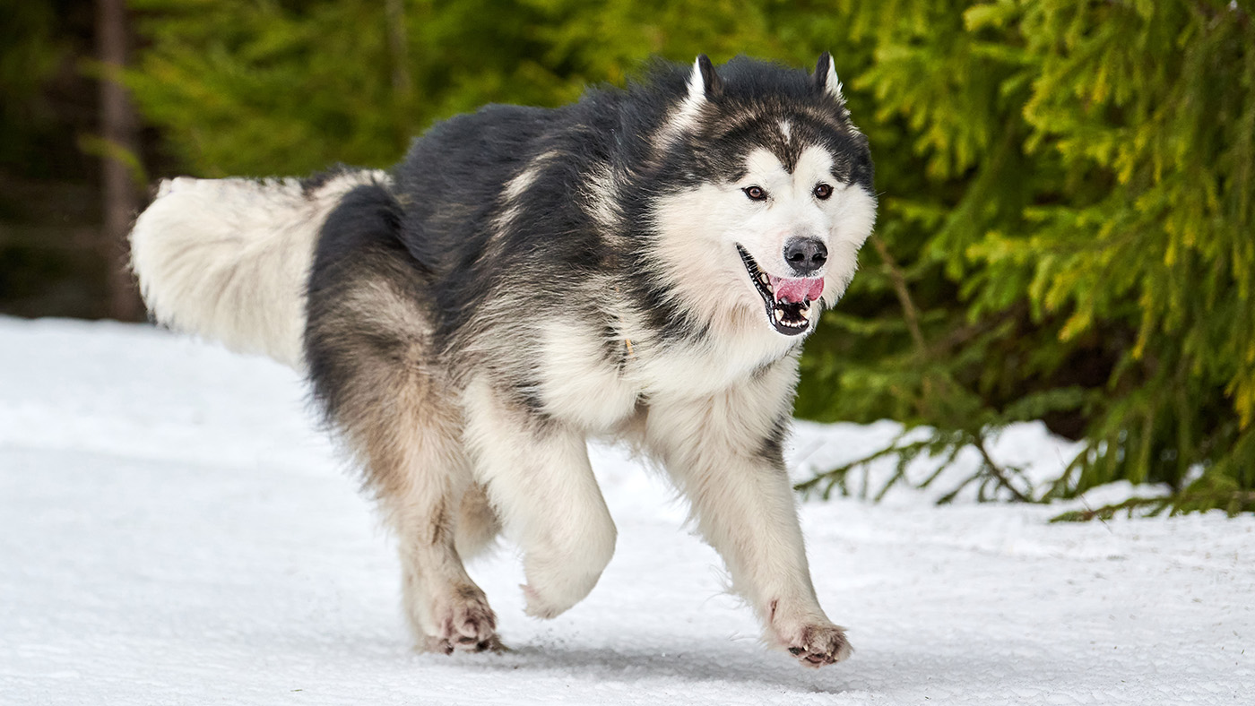 Alaskan Malamute running in the snow