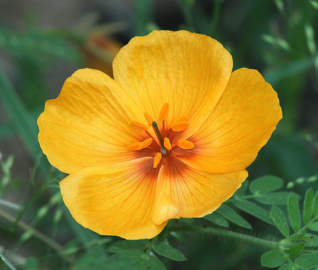 Bright Yellow Arizona Poppy Flower