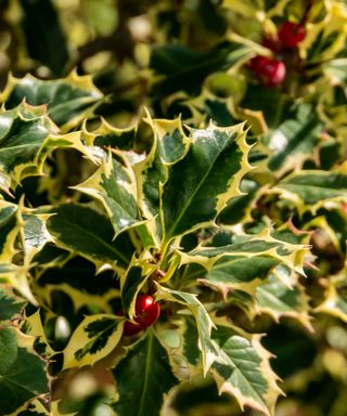 Variegated holly variety 'Argentea Marginata'