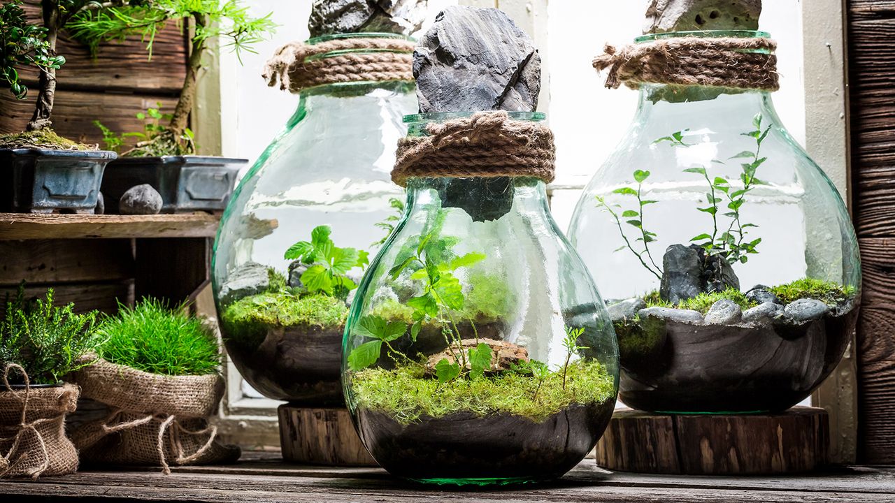 Small rain forest in a jar as new life concept