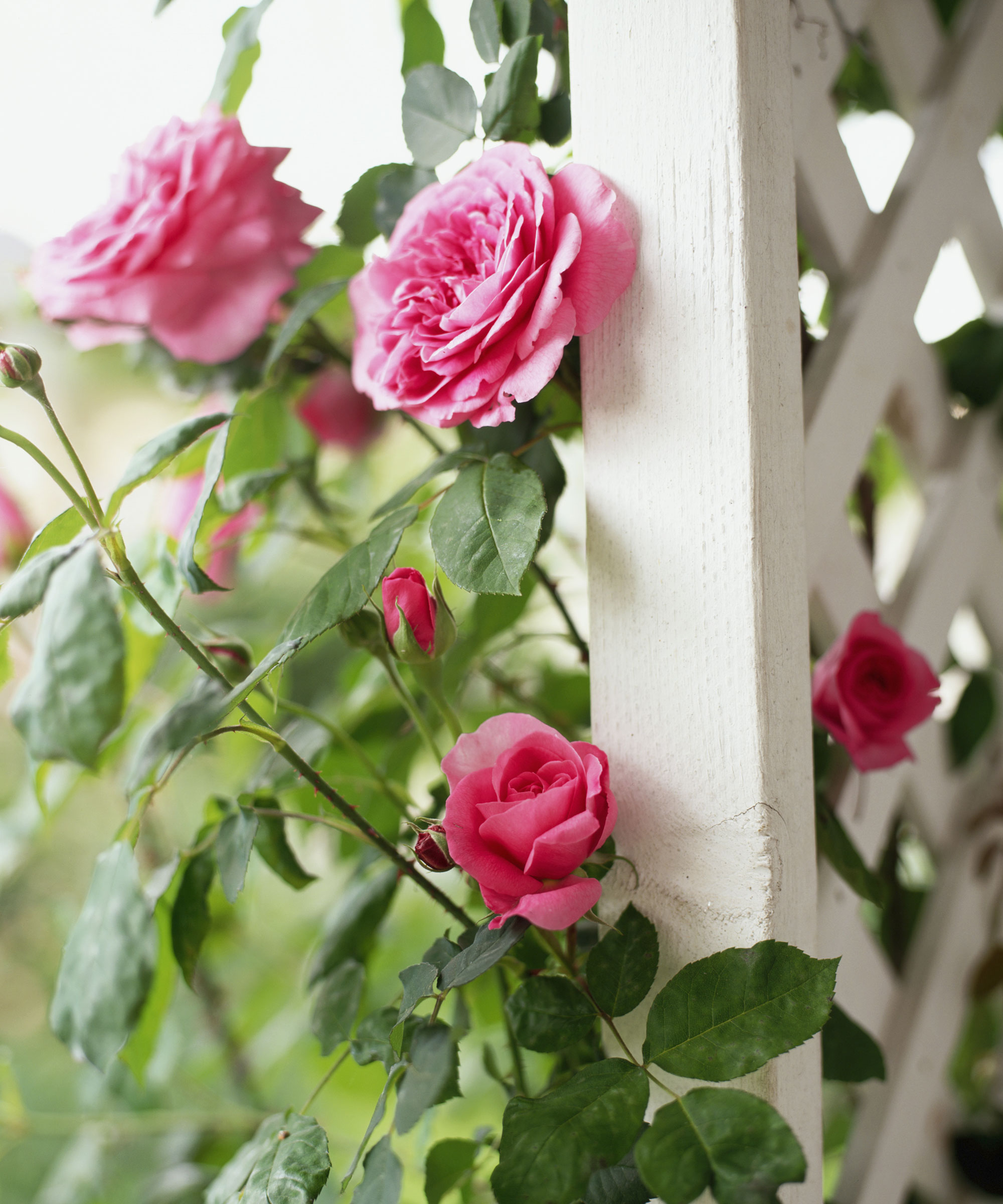 white trellis with pink climbing roses growing over it