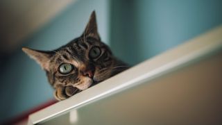 Cat on shelf