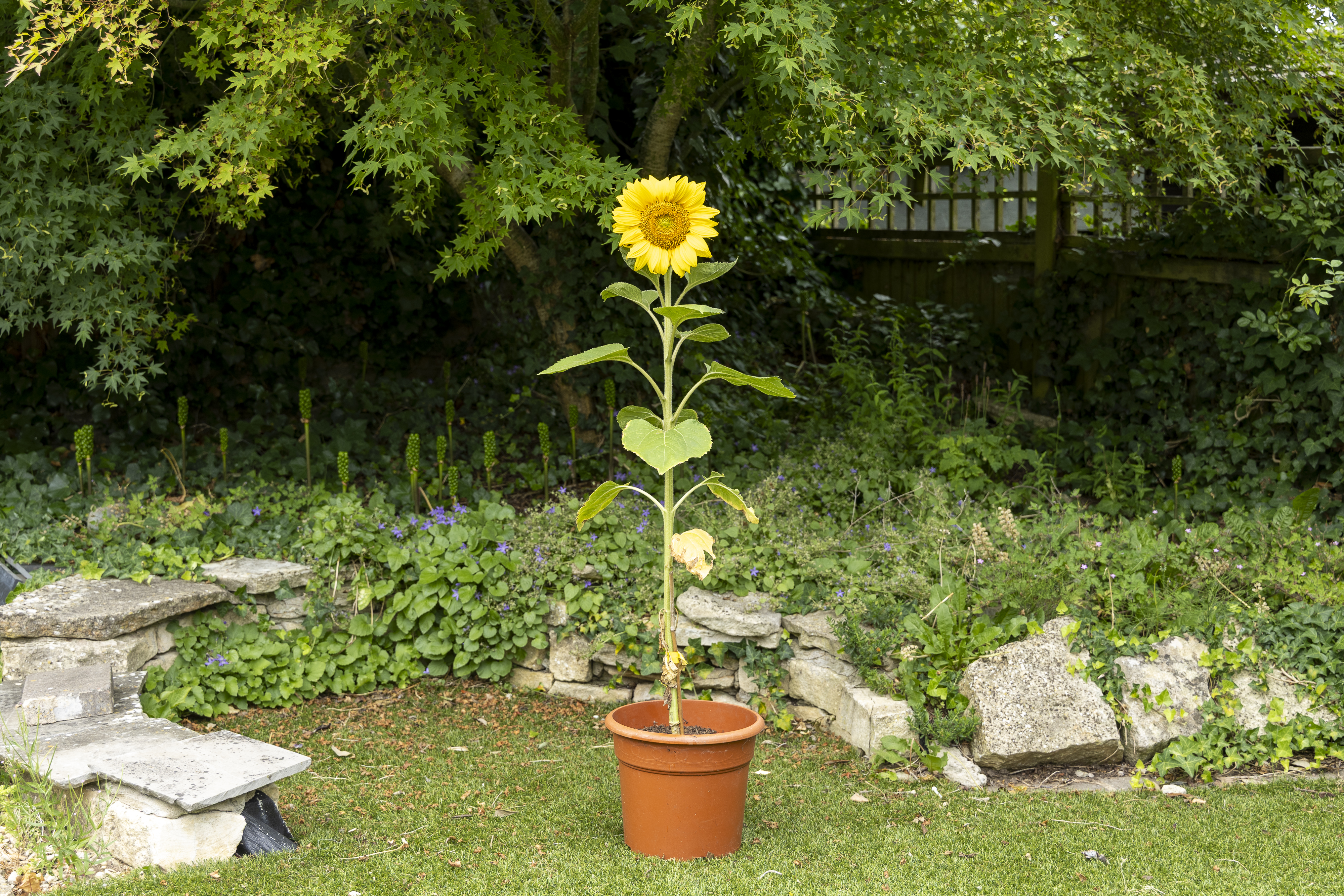 Yellow sunflower shot on a sunny day against green foliage background