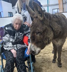 1Beryl_Monty_The_Donkey_IvybridgeCredit_The_Donkey_Sanctuary-copy.jpg