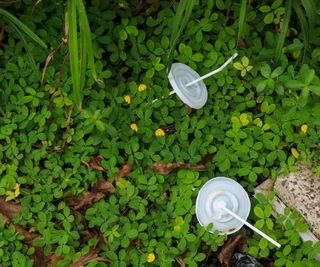 Two plastic cup lids and straws in greenery