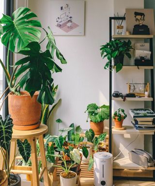 A collection of houseplants indoors on the floor, shelving unit, and a stool