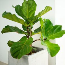 fiddle leaf fig houseplant with brown spots