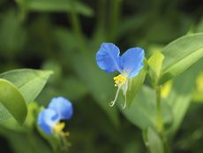 Close Up Of Tiny Blue Flowers