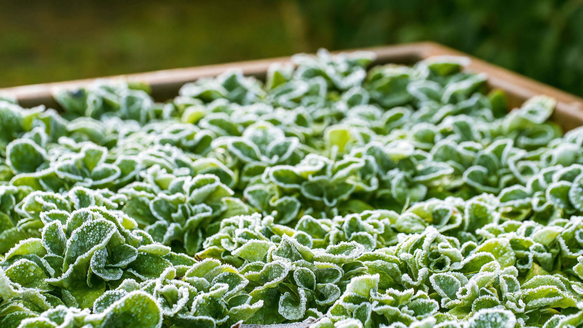 hardy winter greens growing in a raised bed