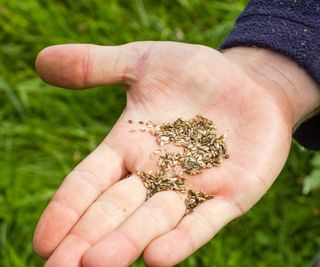hand holding grass seed