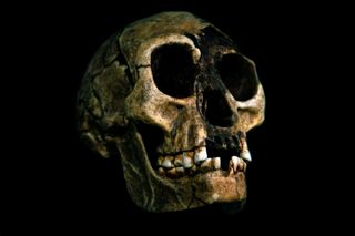 O Homo floresiensis, cujo crânio é mostrado aqui, tinha cerca de um metro e meio de altura e tinha cérebros minúsculos e pés relativamente grandes.