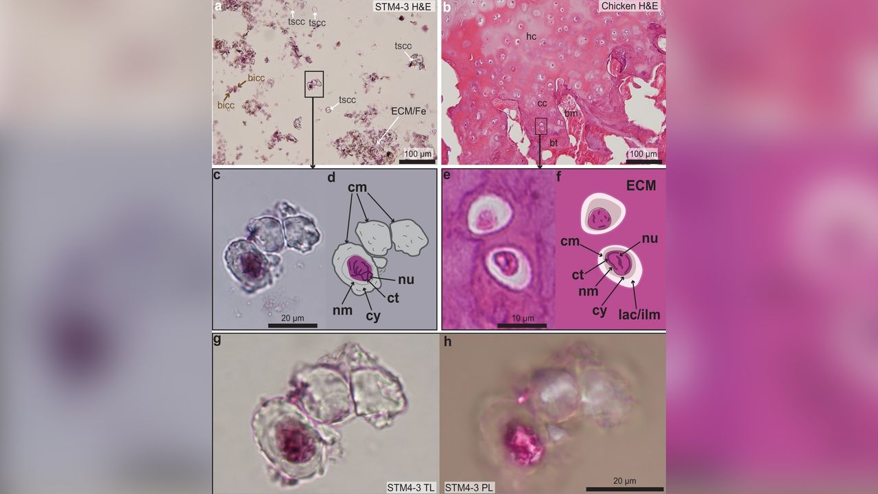 The researchers compared the stained cells from the Caudipteryx specimen of cartilage (called STM4-3) compared with those cells from adult chicken cartilage (b). Some of the slides show the cells stained with H&amp;E; some are shown under transmitted light (TL) or polarized light (PL).