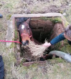 Kendal-horse-rescue-2-1.jpg