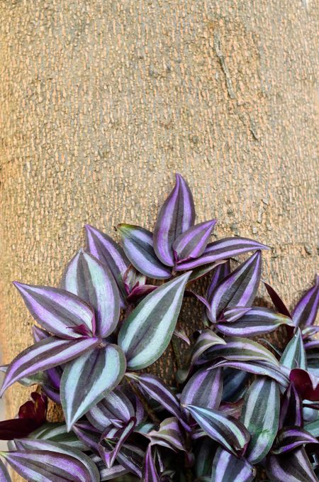 Purple-Green Leaved Tradescantia Inch Plant