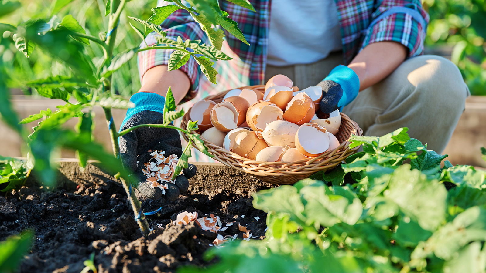 Using crushed eggshells on tomato plants