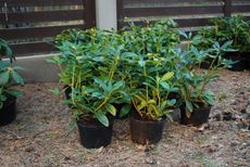 Caring for Rhododendrons Growing in Containers