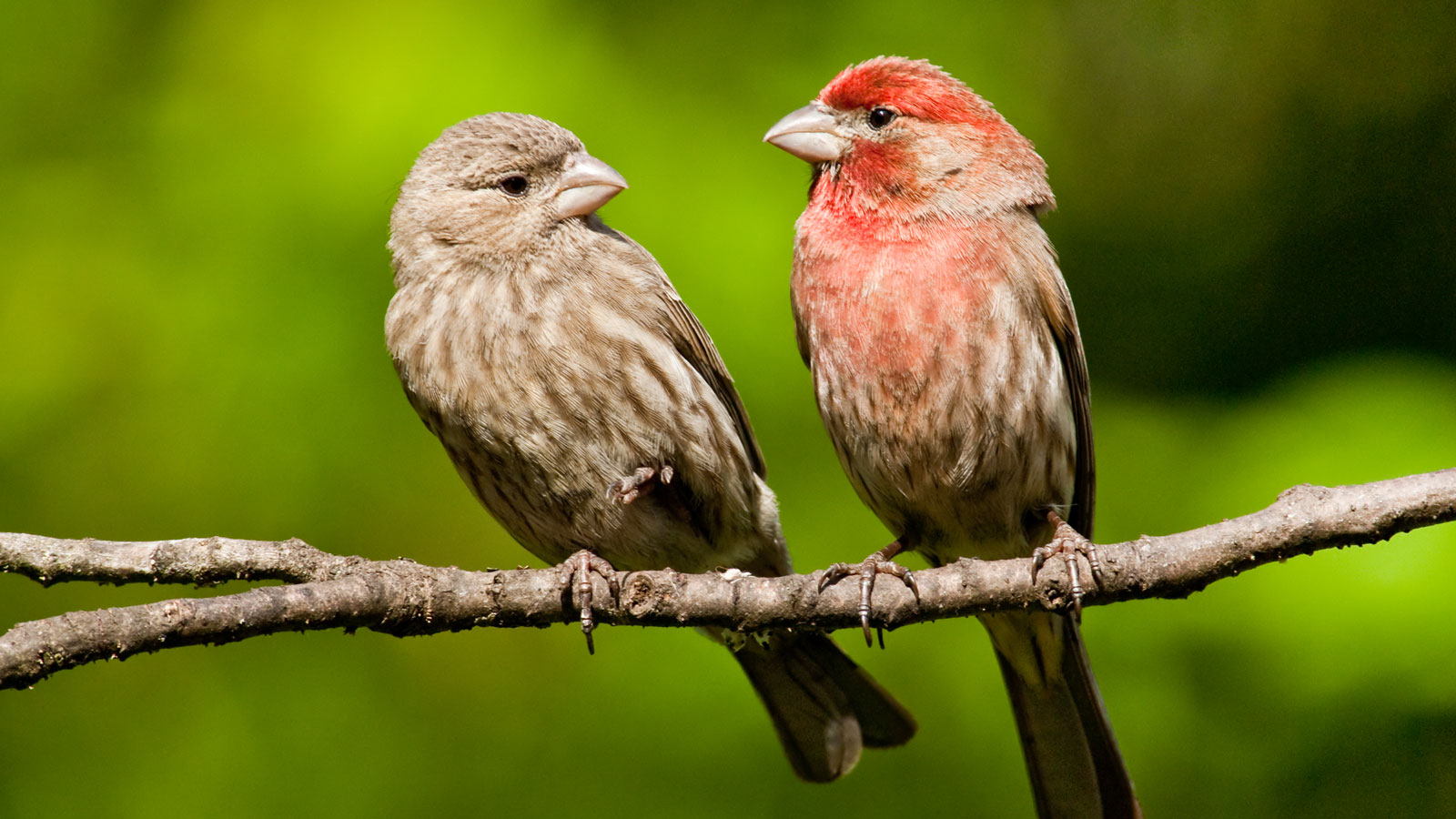 two finches sitting on the branch of a tree