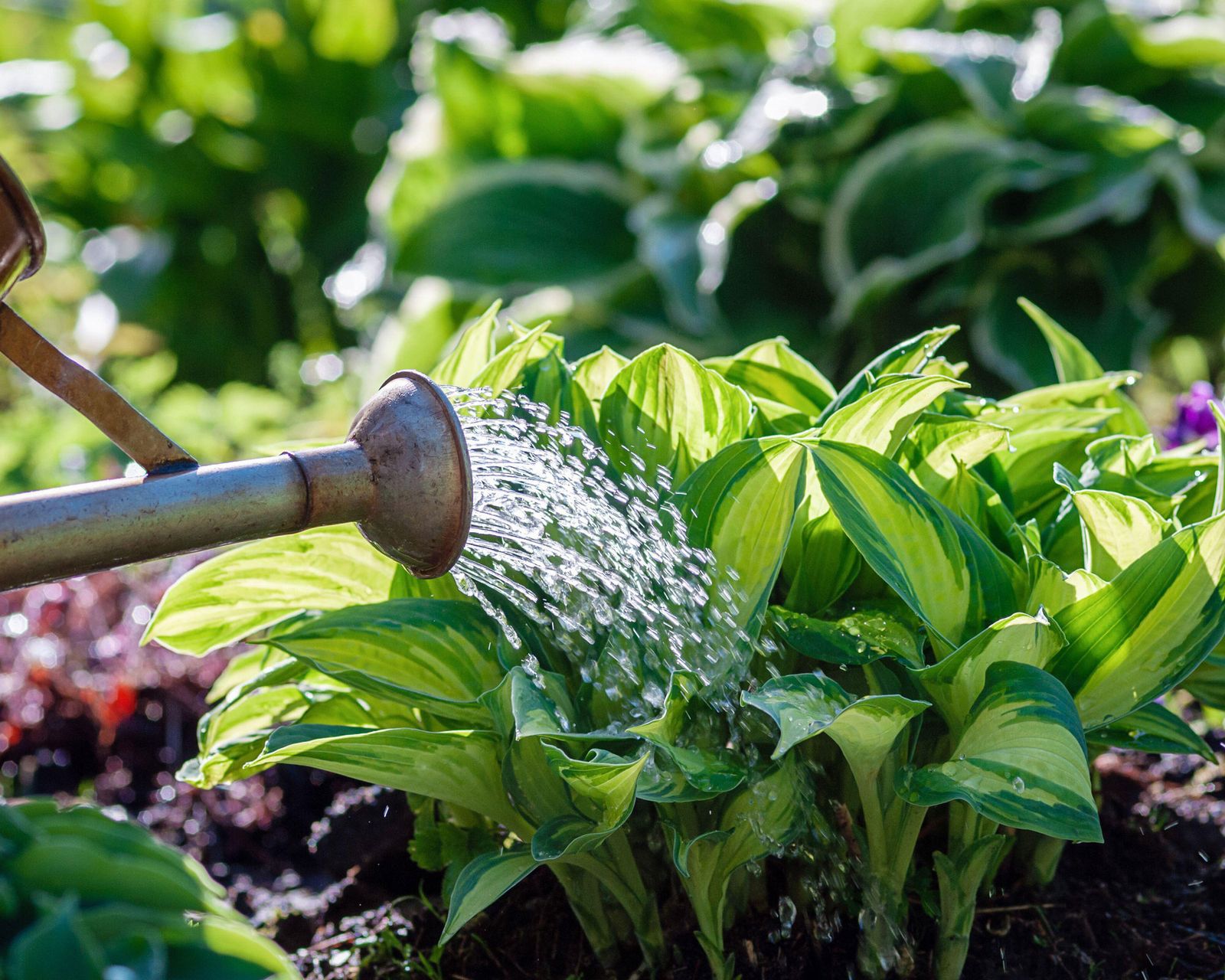 Hostas care and growing guide tips for these foliage plants Gardeningetc
