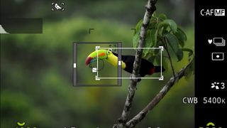 A camera viewfinder showing a bird in the trees