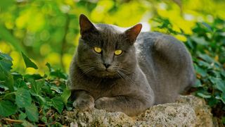 Chartreux lying on stone with greenery in behind