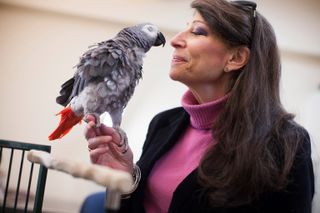 Griffin the parrot with his bird-mom, psychologist Irene Pepperberg.