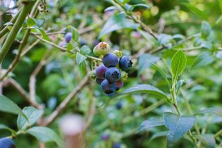 How to grow blueberries from cuttings