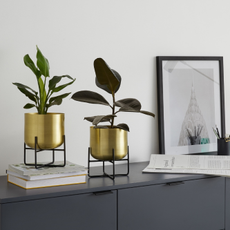 A pair of green leafy plants in brass plant pots on a grey unit