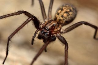 a common house spider.
