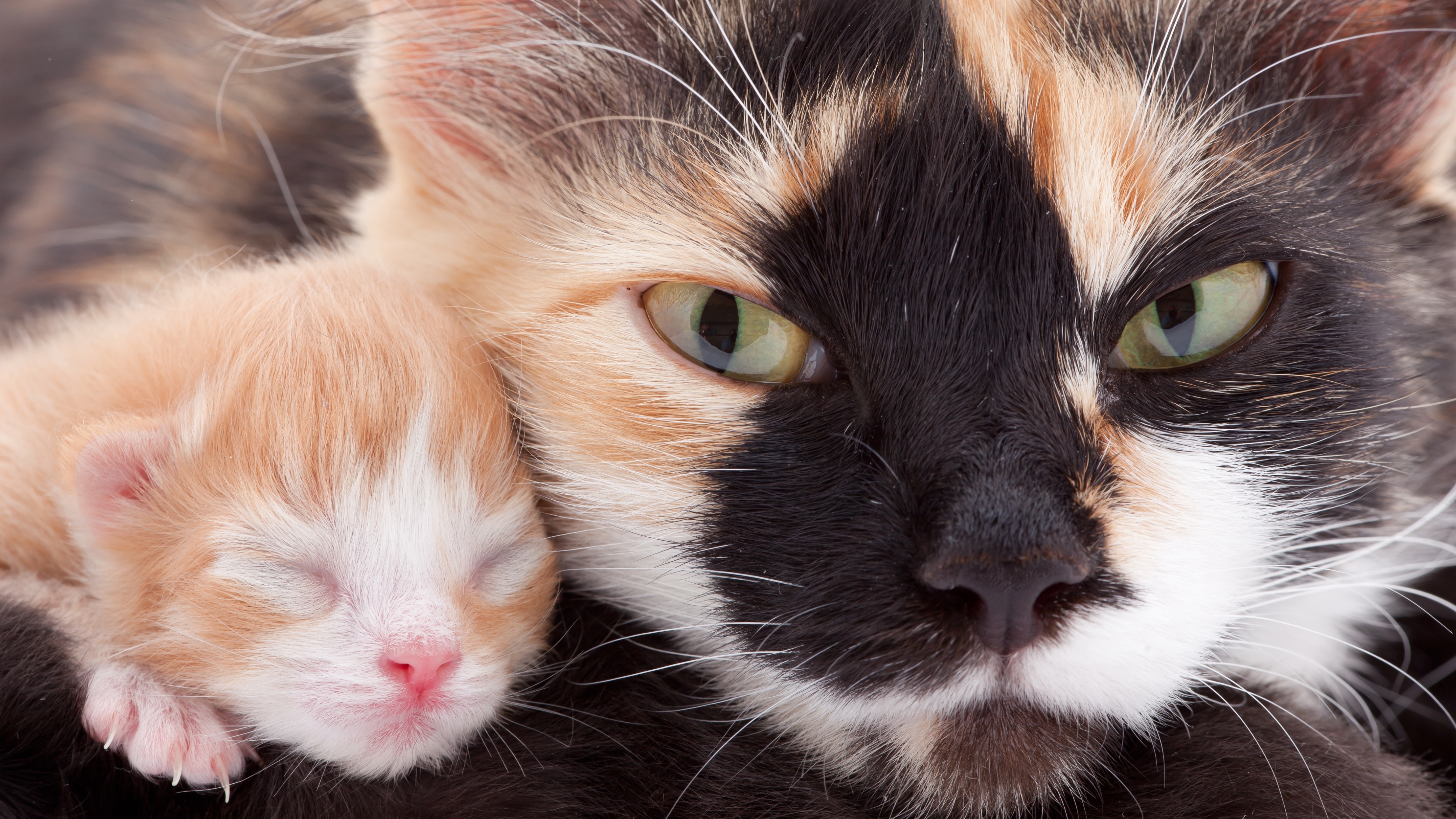 Mother cat with her kitten