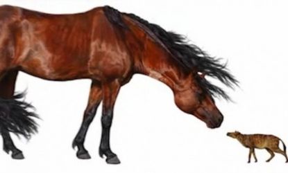 The horse's ancient ancestor, the Sifrhippus (right)