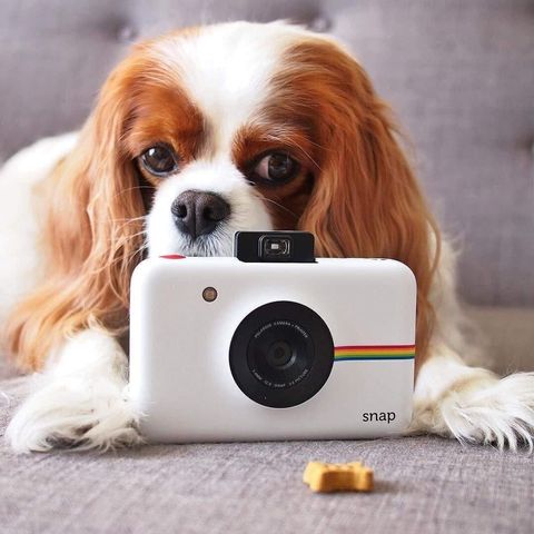 A white Polaroid Snap with a cute dog