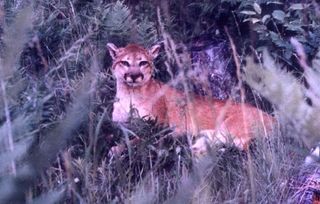Cougar in western Alcona County in August 1997.
