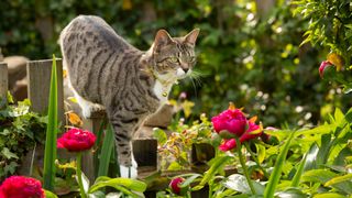 Tabby cat walks along garden fence