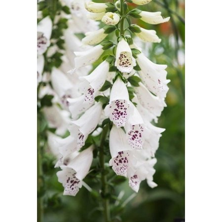 Redcrocus Dalmatian White Foxglove Digitalis Purpurea- Tall Perennial With Elegant White Tubular Flowers, Attracts Pollinators, Perfect for Borders and Cottage Gardens 2 Gallon