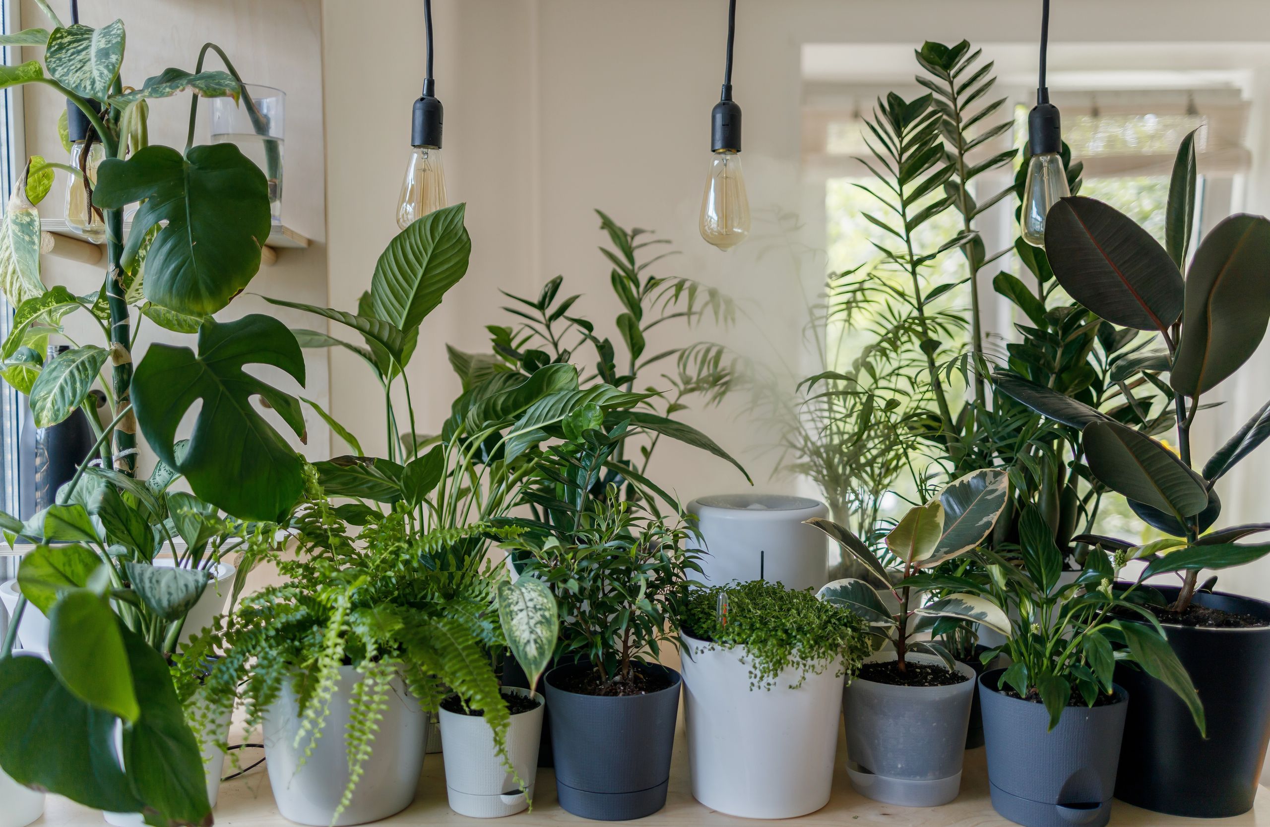 extra large money tree Money Tree for Sale