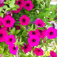 pink petunias in a hanging basket