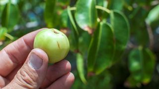 Closeup of poisonous Hippomane mancinella manchineel fruit held in man's hand