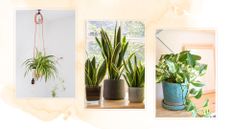Compilation of plant images on a watercolour background with 5 easy houseplants to keep alive spider plants, three snake plants and a pot of pothos