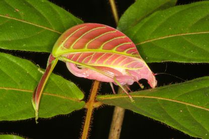 Eulophophyllum-kirki-esf-top-species