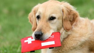 Dog carrying first aid kit