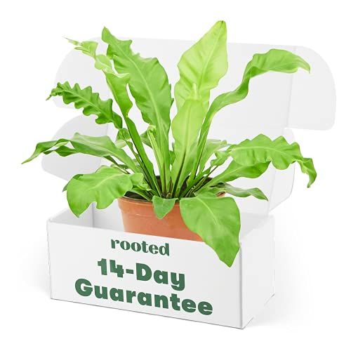 Rooted Bird's Nest Fern, Asplenium Nidus, Live, Live Indoor, Home Decor, Easy to Grow, Easy to Care, Outdoor Garden and Low Maintenance Houseplant, 6 inch Pot