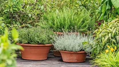 Perennial garden herbs growing in terracotta pots on the deck