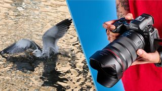 A seagull and a Canon EOS R5 Mark II camera