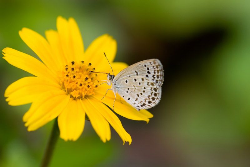 In Photos Fukushima Butterflies Plagued With Defects Live Science