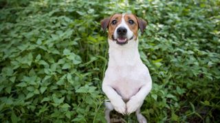 Jack Russell Terrier standing on hind legs in the garden