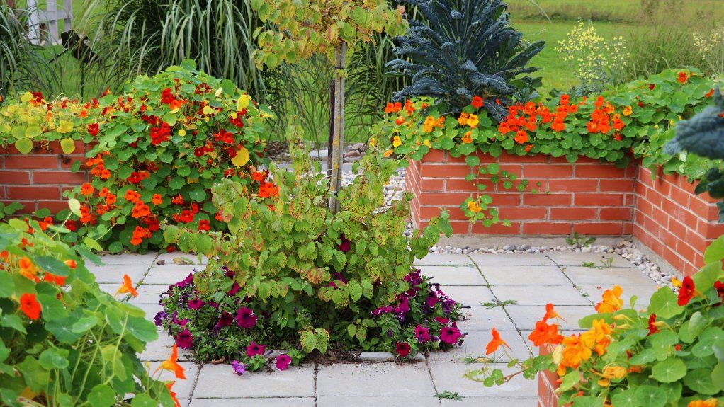 Nasturtiums and kale growing around a patio