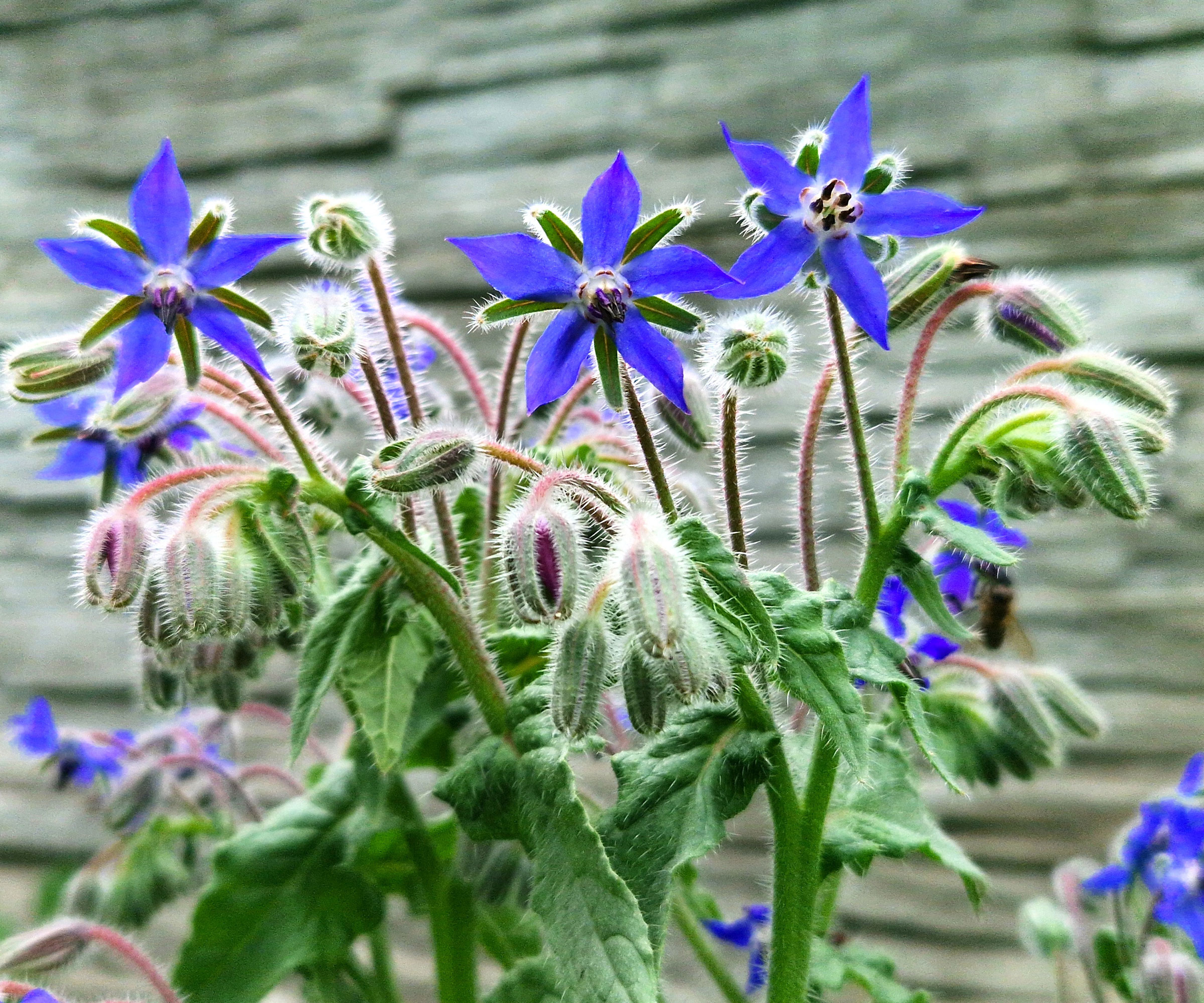 borage plant with bright blue flowers and fuzzy stems