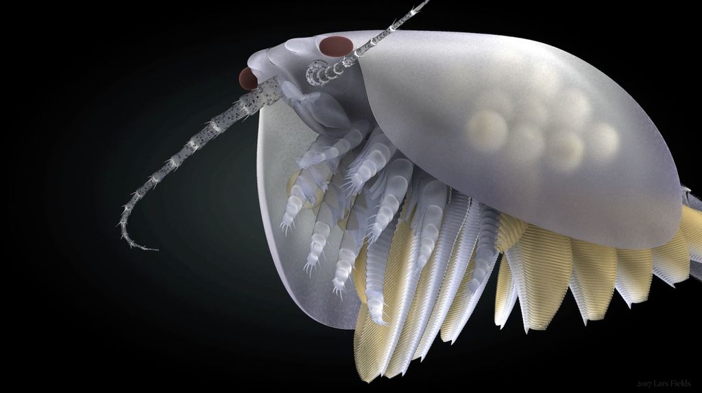 Ancient, Mustached Sea Creature Used Spiny Limbs to Disembowel Prey ...