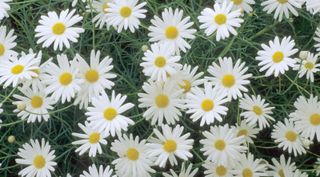 how to grow chrysanthemums: Marguerite Chelsea Girl